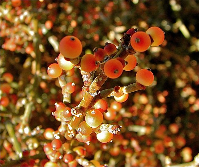 Desert Mistletoe: Photos Of 'Tree Thieves' In The American Southwest ...