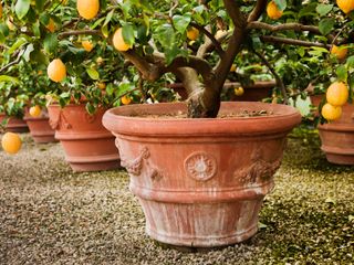 Lemons growing on a potted lemon tree