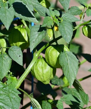 Tomatillos growing inside their husk on a plant in the vegetable garden