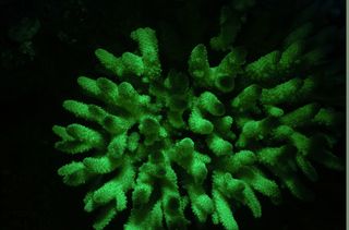 An image of fluorescent Acropora, a scleractinian coral from the northern Red Sea expressing green fluorescent proteins. Its common name is moon coral.