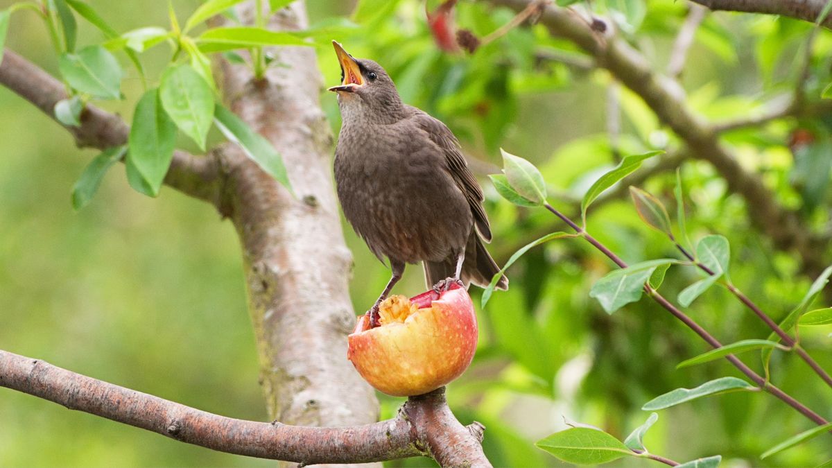 Bird sitting on an apple in tree