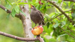 Bird sitting on an apple in tree