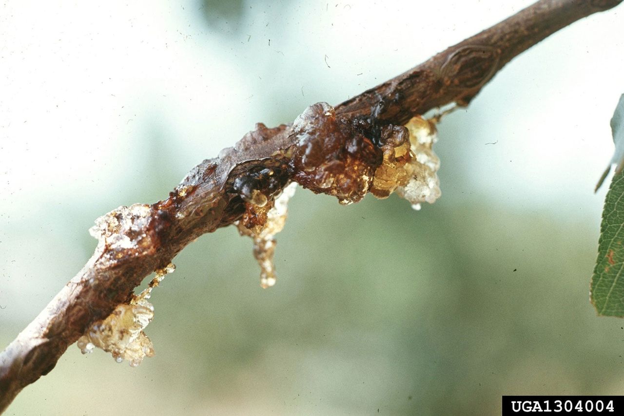 Nectarine Fruit Sap Oozing From Branch