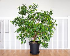 Ficus tree in a black pot on a landing in a home