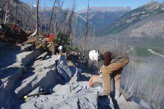 At the Marble Canyon quarry at Kootenay National Park (Canadian Rockies), Cédric Aria sliced the fossiliferous beds open with a saw during the summer 2014 fieldwork season. The specimen is named for Tokumm creek (seen at the right, middle side of the image).