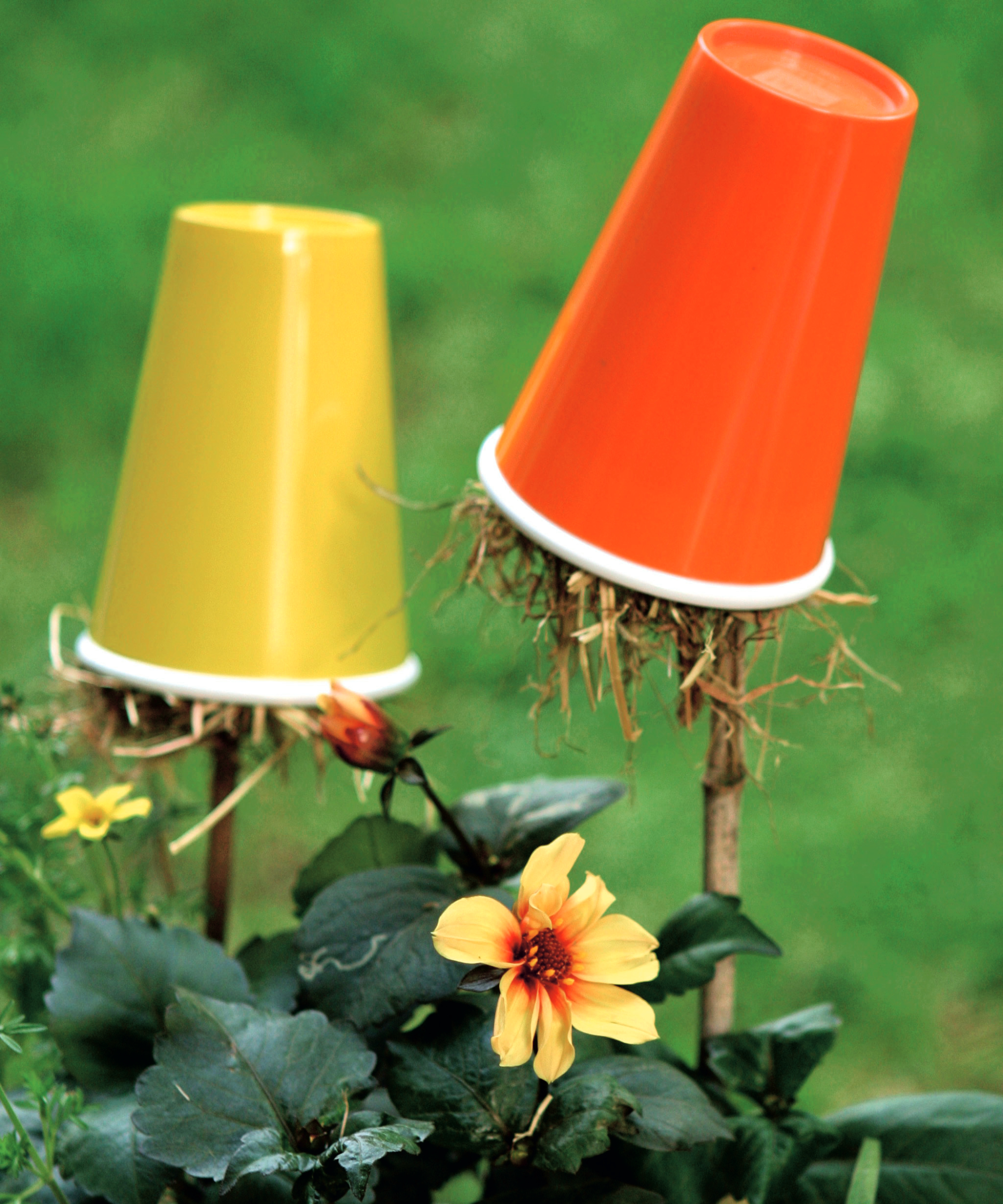EARWIG TRAPS made of DISPOSABLE CUPS STUFFED WITH STRAW - ON GARDEN CANES ABOVE DAHLIA PLANTS