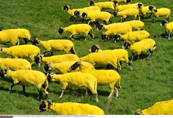 Even the sheep were yellow
