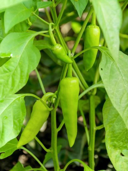 Green Banana Peppers