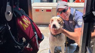 New York Fire Department rescues dog thrown from a bridge