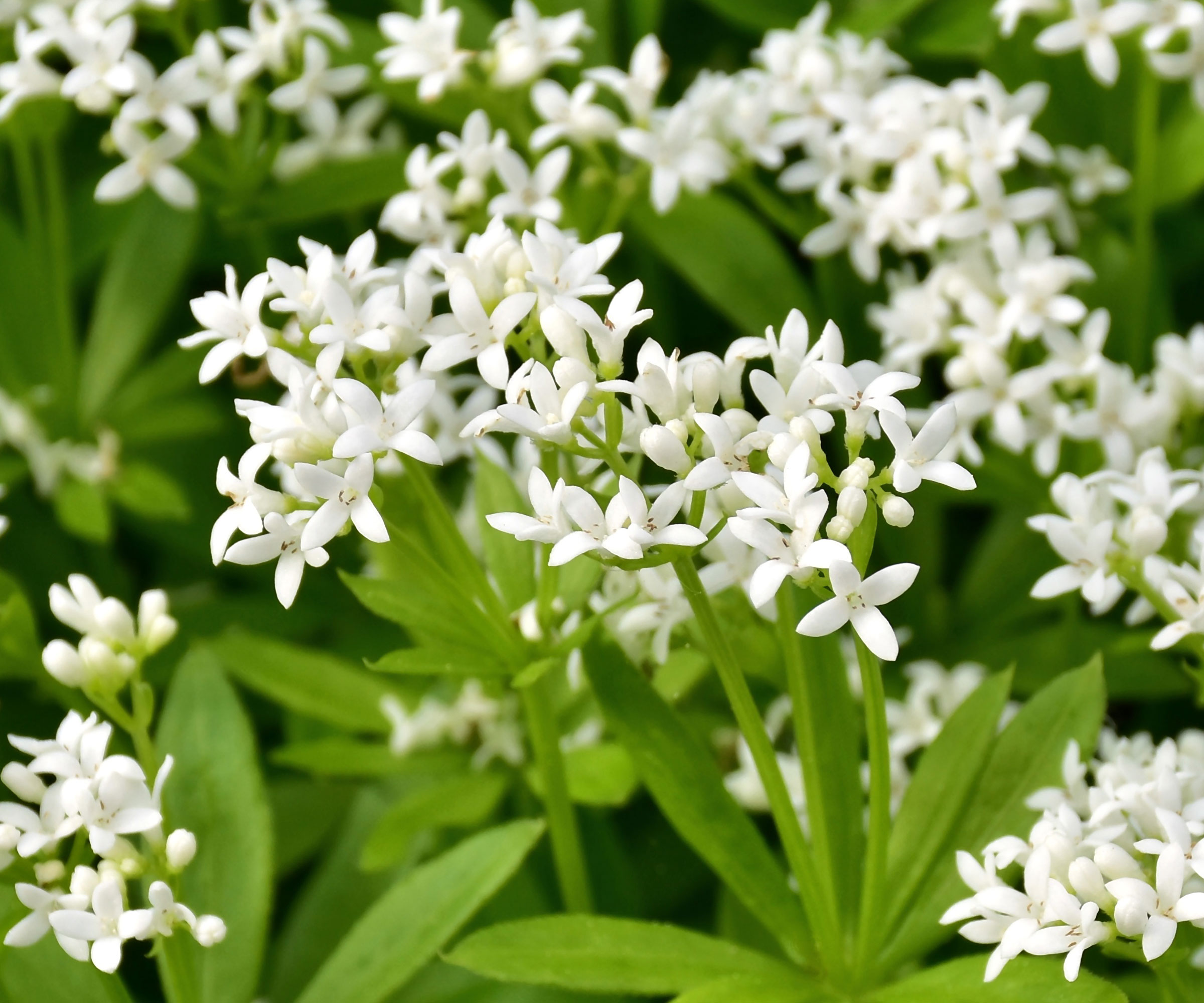 sweet woodruff plants with white flowers