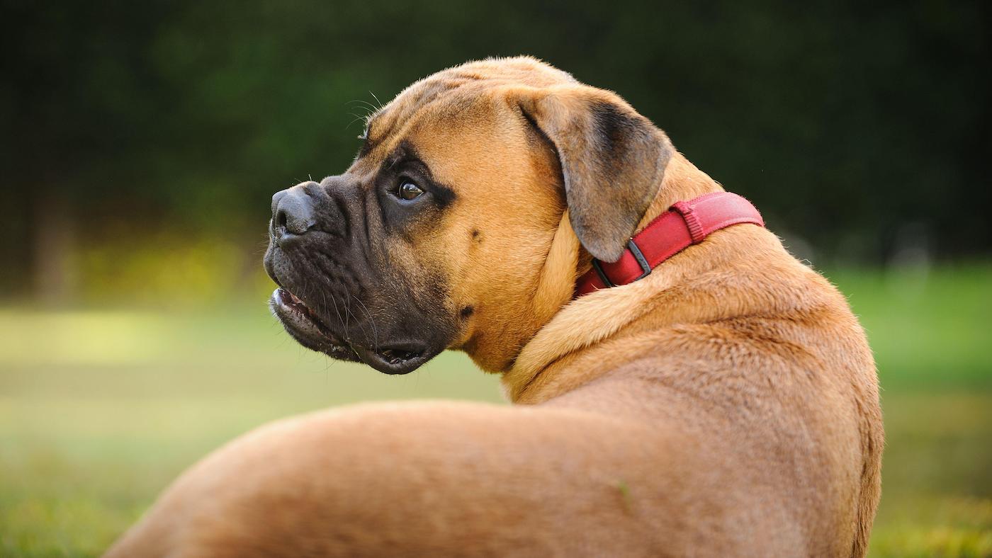 Bull Mastiff