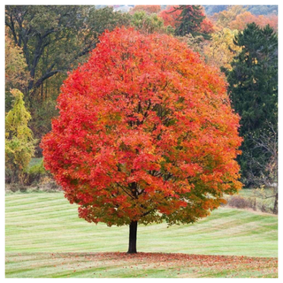 A sugar maple tree