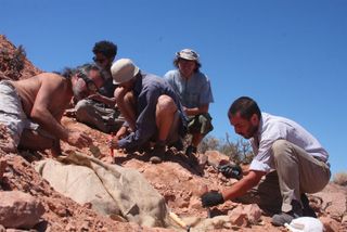 The scientists in the process of removing sediment in order to extract fossils contained in the rock at La Buitrera.