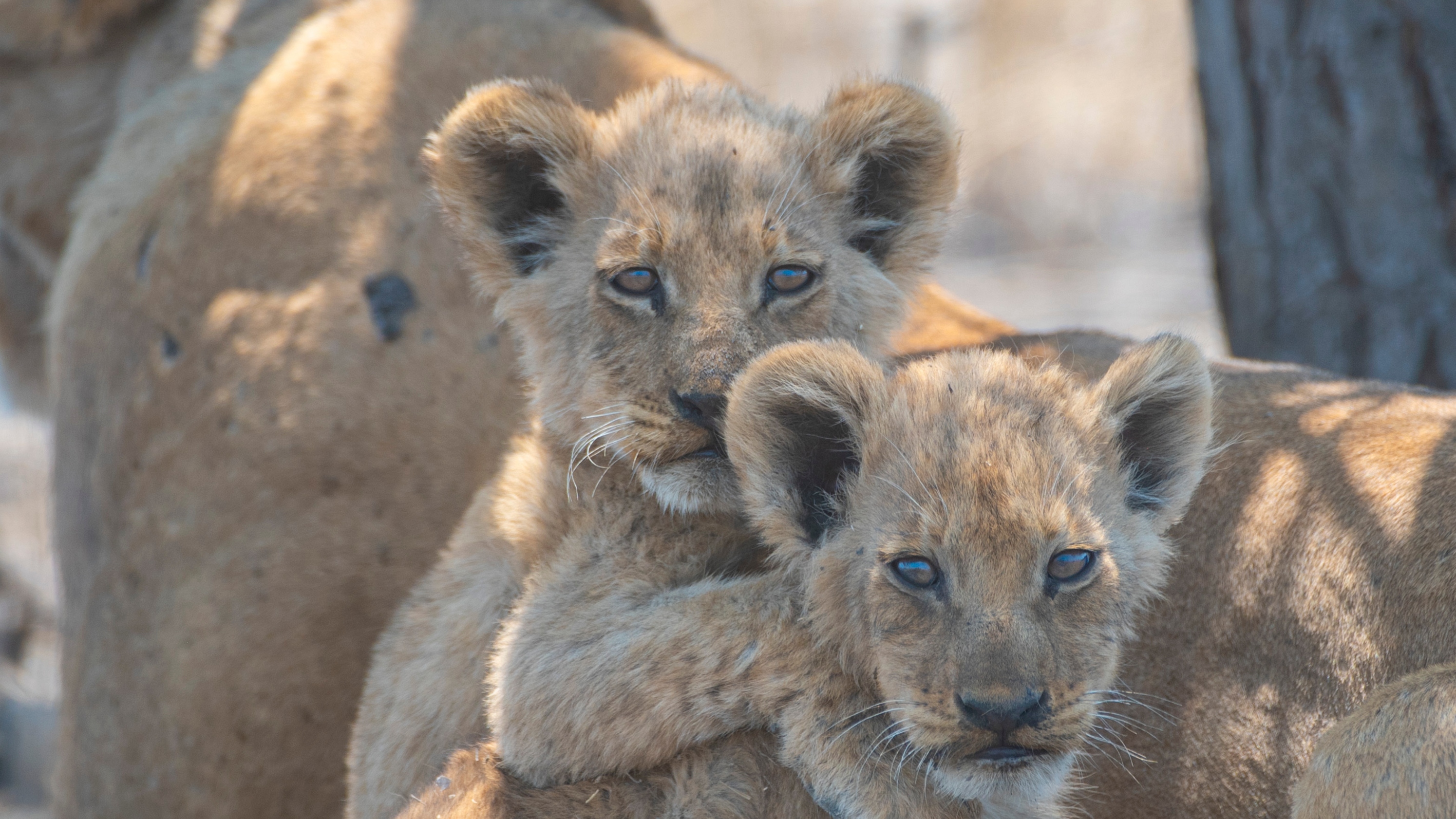 Lion cubs cuddle each other in Parenthood