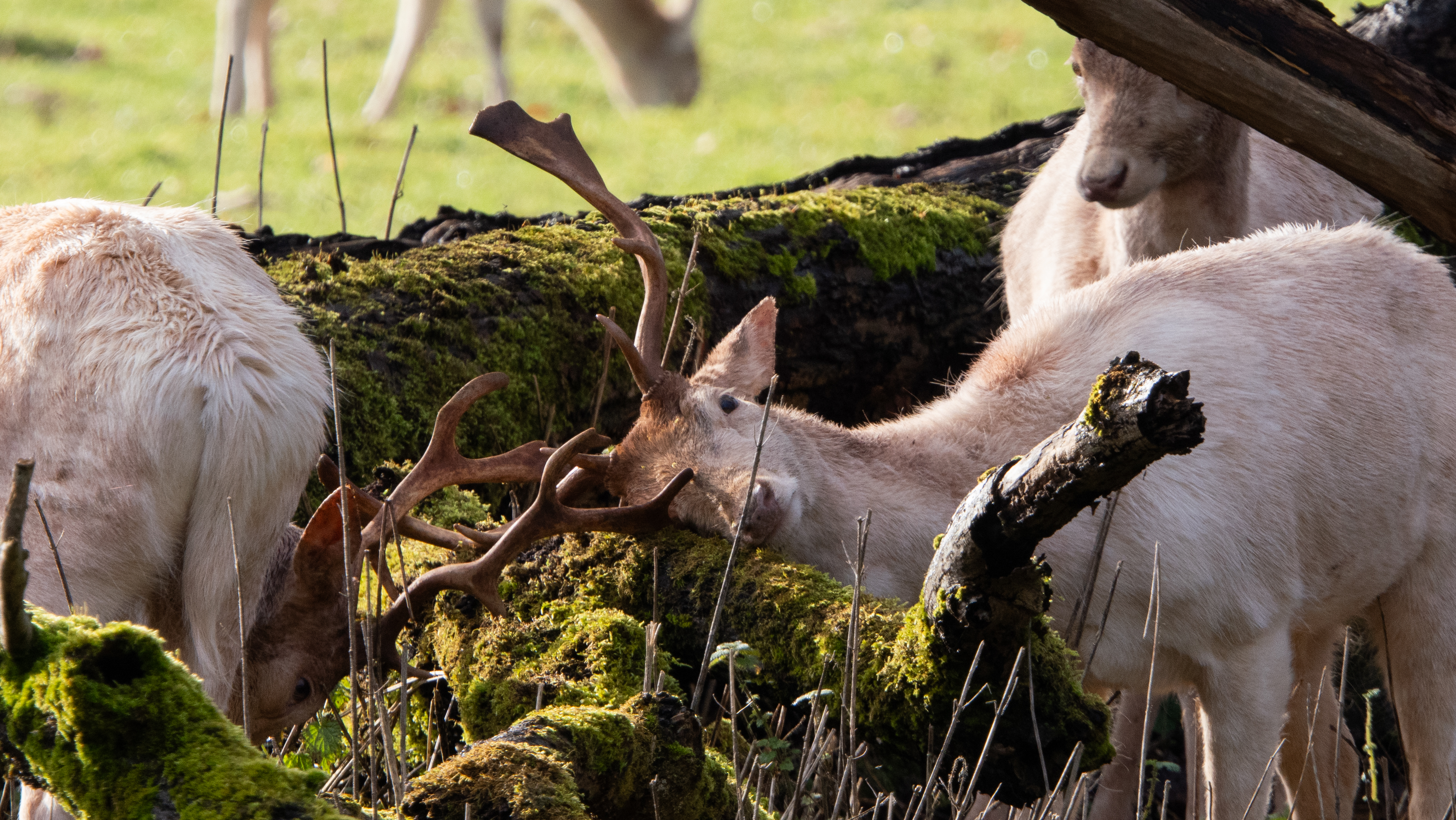 A photo of a Fallow deer taken on an OM System OM-1 Mark II Micro Four Thirds mirrorless camera