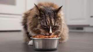 Cat eating out of cat food bowl