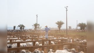 A cowboy walks through his cows