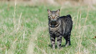 a cat on a grassy path, dark and striped fur that is short and dense