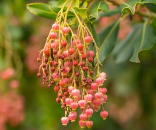 strawberry tree in bloom in the fall