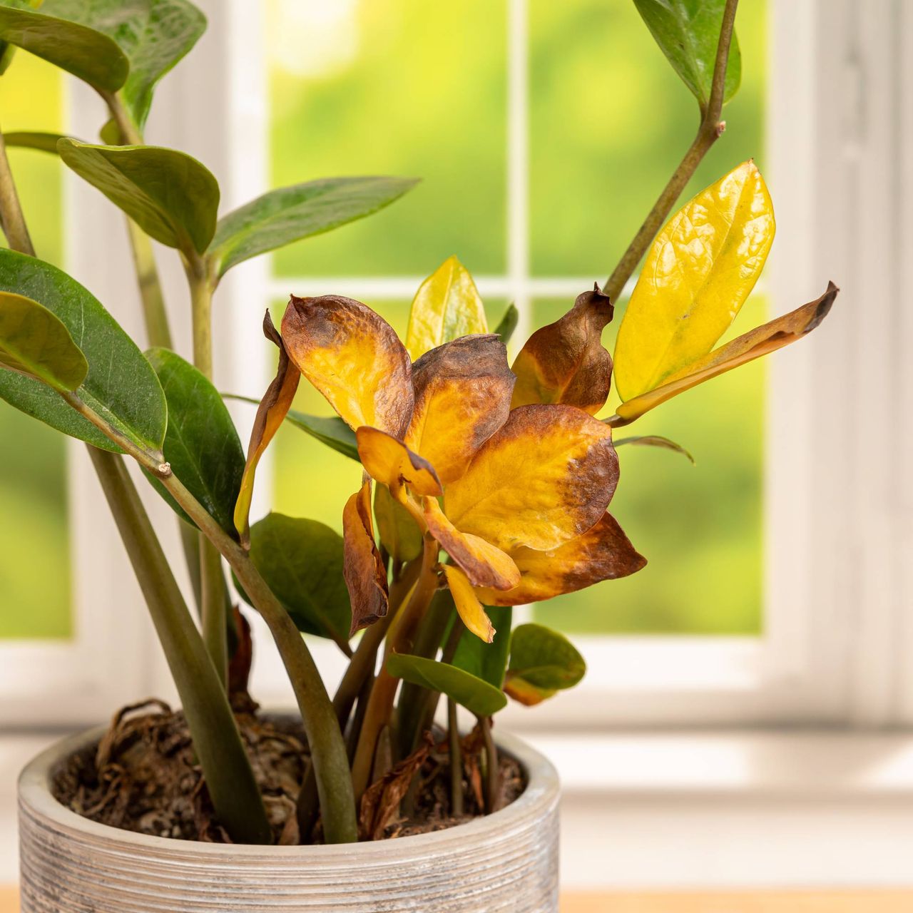 Diseased zz plant with yellowing leaves