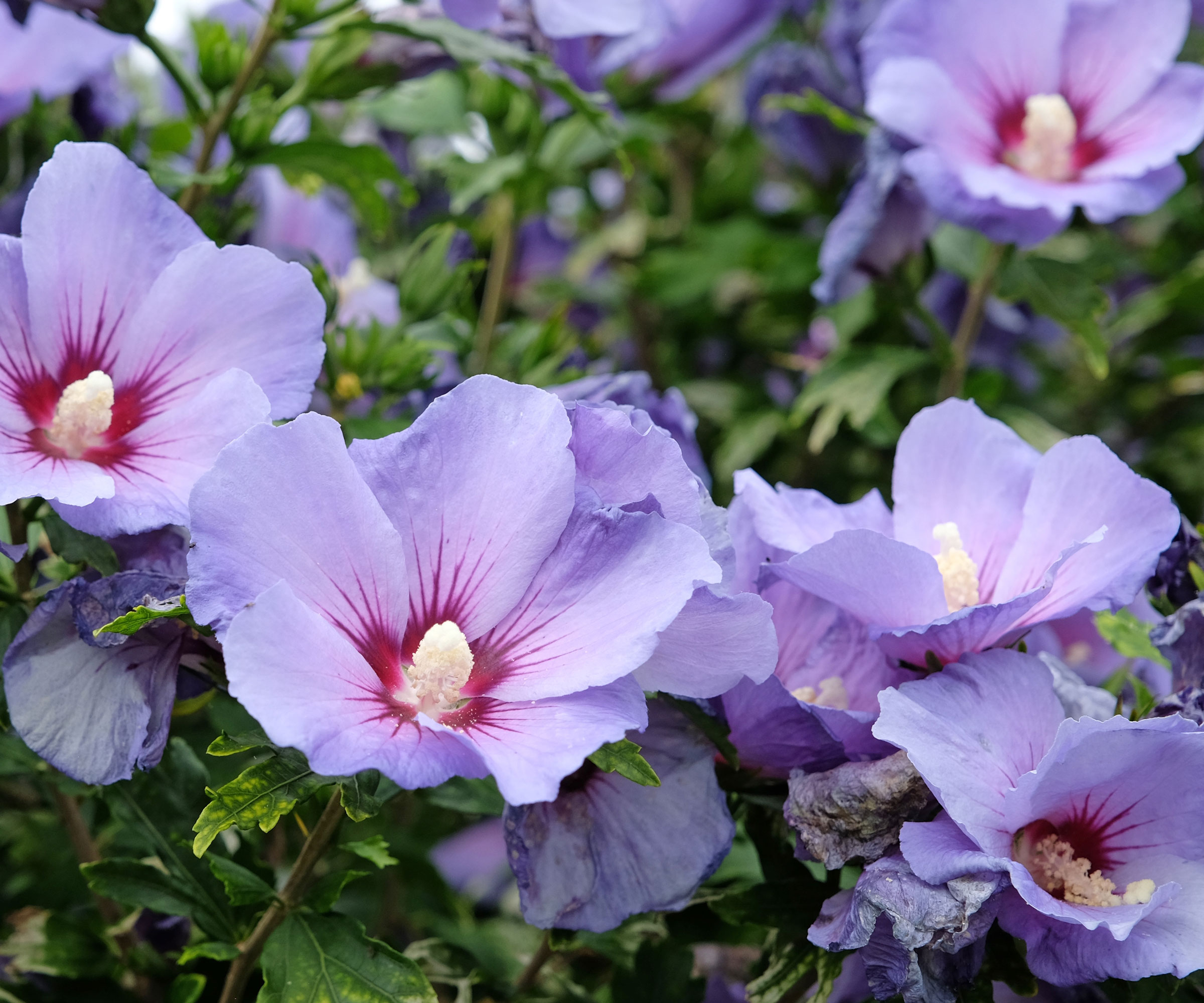 rose of Sharon shrub with pink flowers