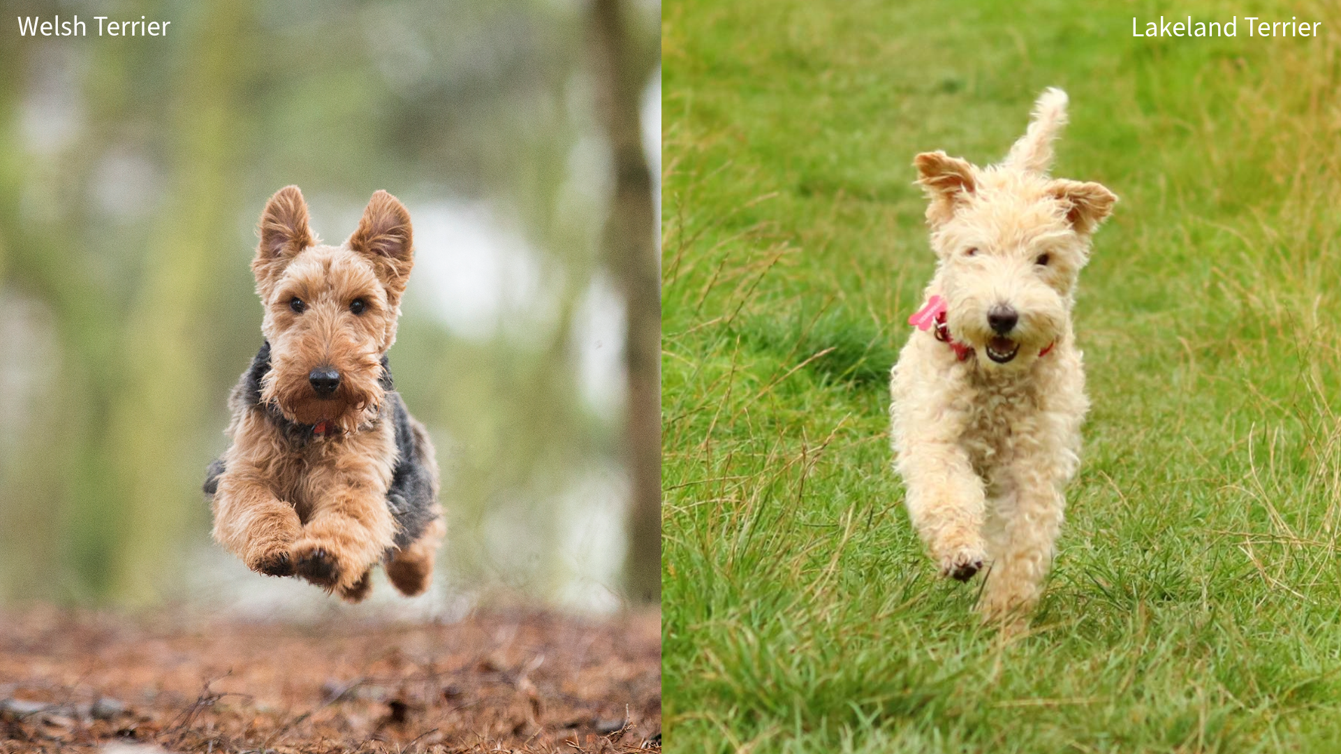 Collage of a Welsh Terrier and Lakeland Terrier running