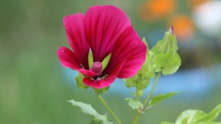 pink flower of large-flowered mallow wort