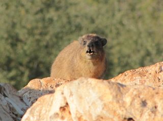 A rock hyrax, on a rock, rocking out with it's song-like call.