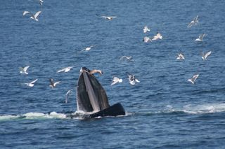 A humpback whale lunge feeding.
