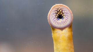 A sea lamprey in a tank. These jawless, primitive fish are known for invading ecosystems and sucking blood, but scientists are using their genes to learn about early vertebrate evolution.