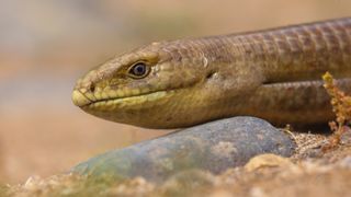 The legless European glass lizard (Pseudopus apodus) was likely a part of the ancient human diet.