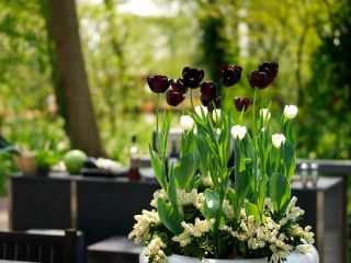 Black plants: Tulipa Black Horse