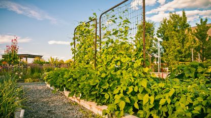 Bean plants growing up two trellises in a raised bed