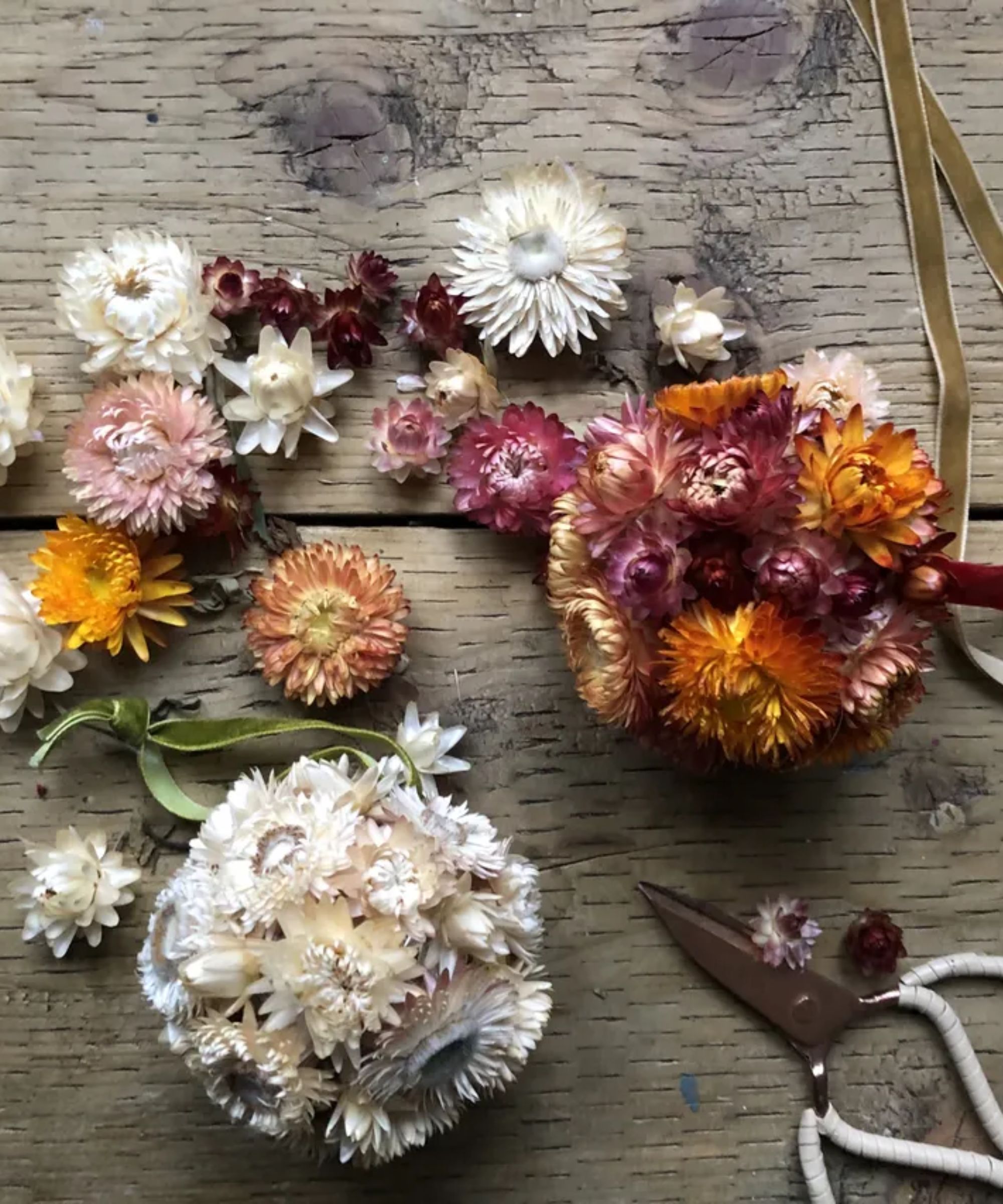 Colorful strawflower baubles