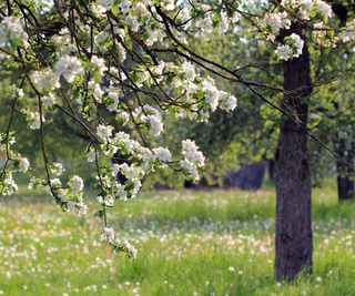 Apple tree growing blossom in spring in a grassy meadow