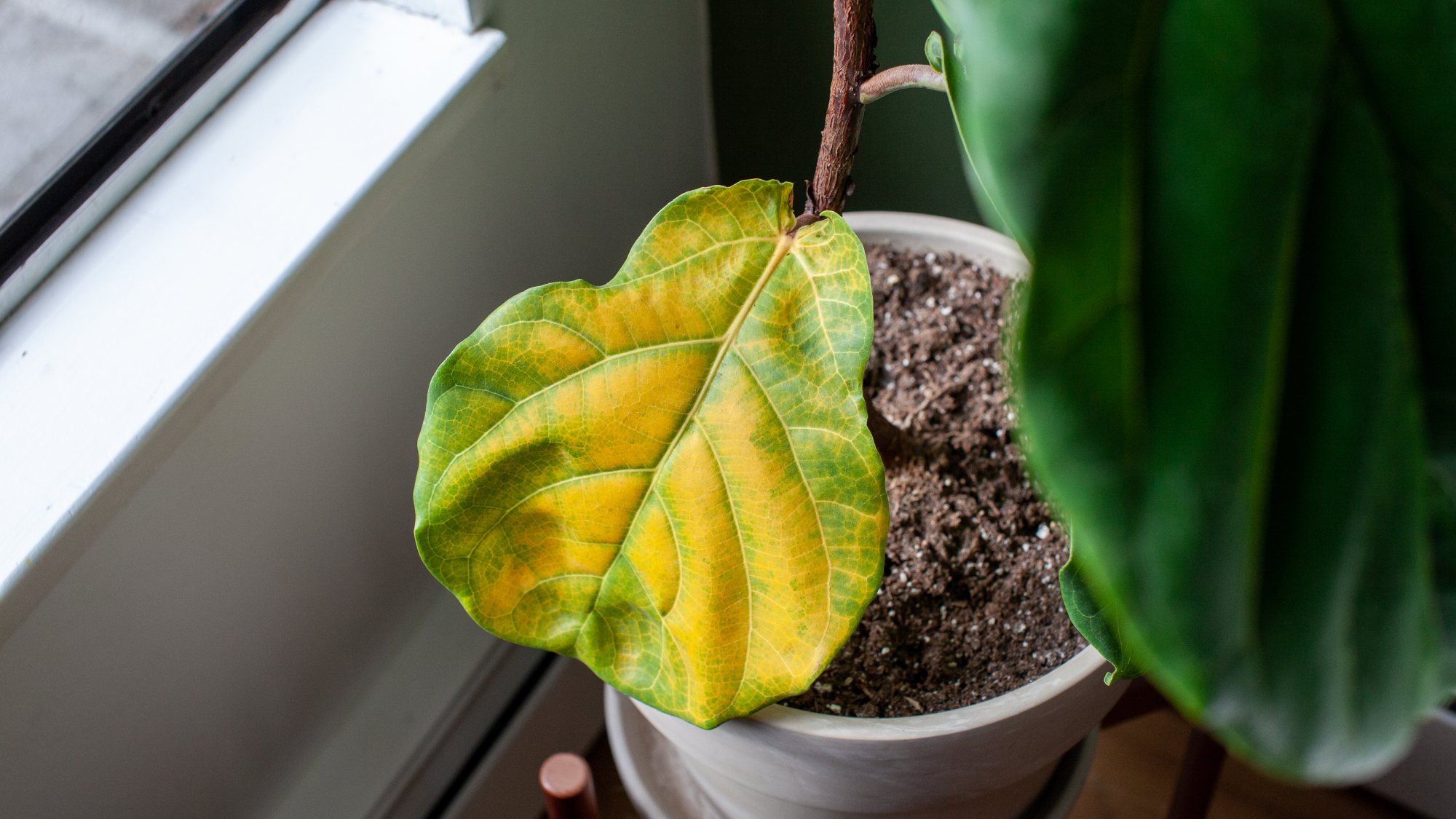 fiddle leaf fig with yellow leaf