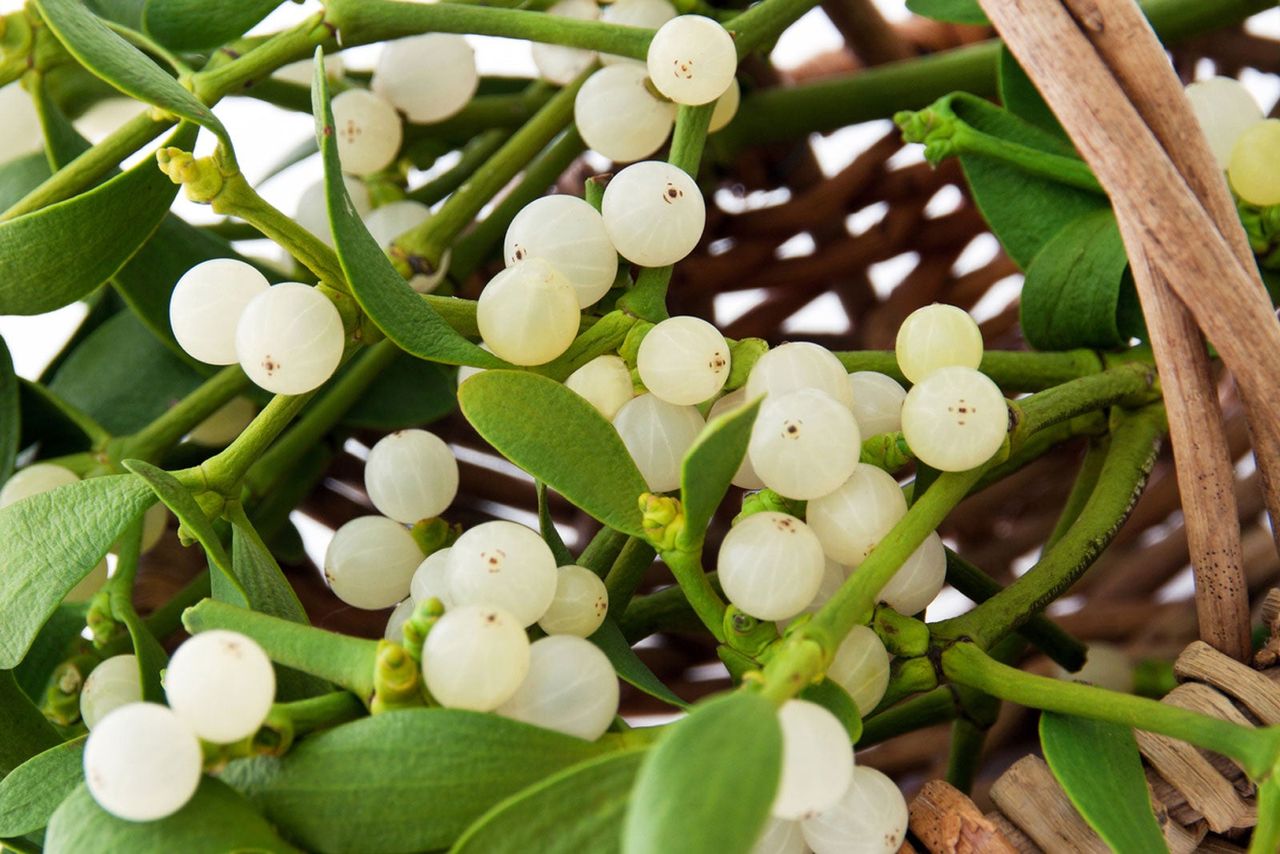 Wooden Basket Full Of Mistletoe Plants