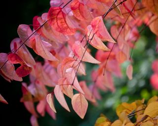 trees with red leaves Cercidiphyllum japonicum Katsura Tree
