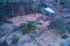 Hay Mulch Over Garden Bed Soil