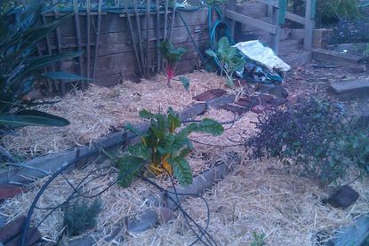 Hay Mulch Over Garden Bed Soil