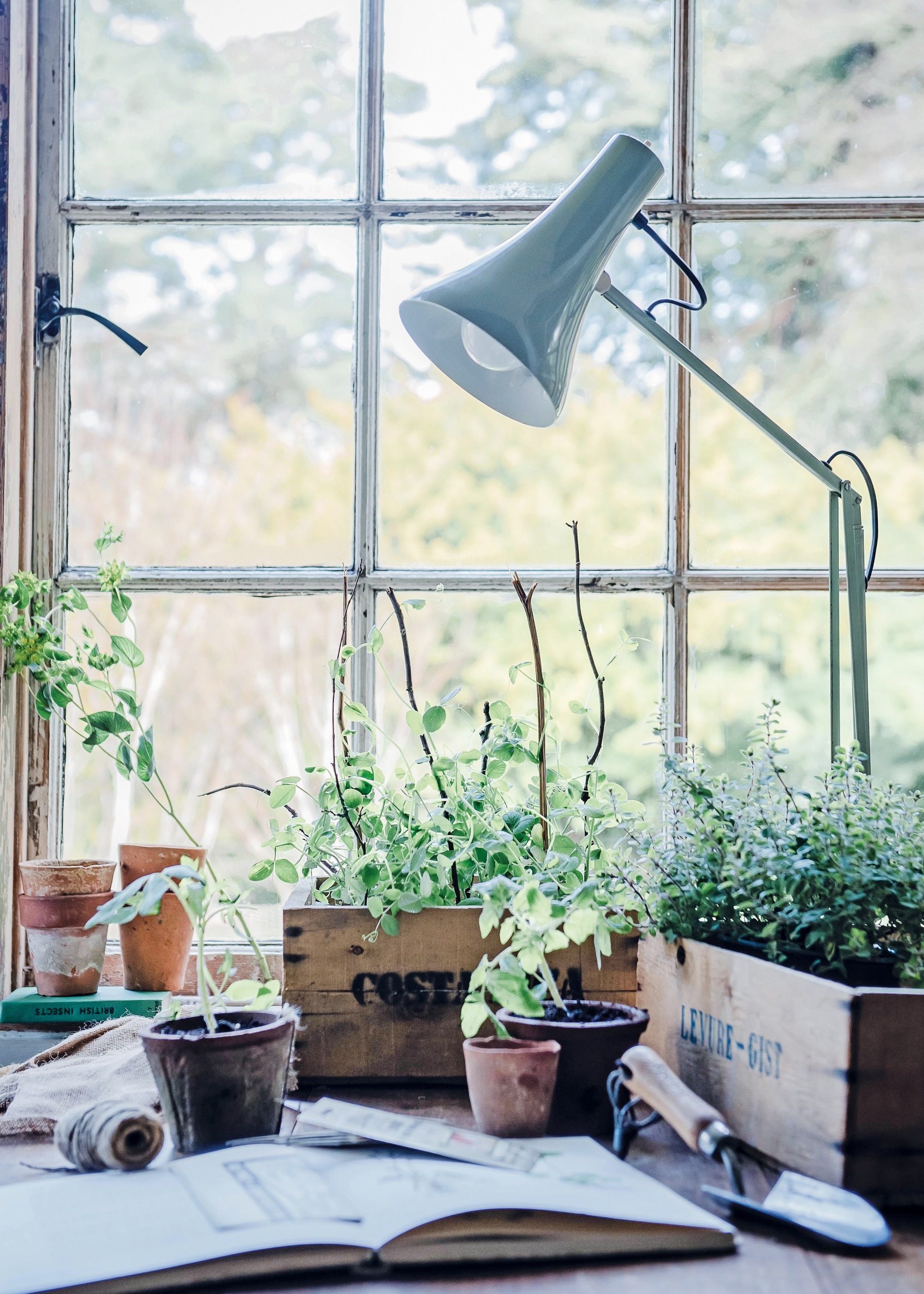 Pale blue Anglepoise lamp, herbs in timber troughs and an open book on a wooden potting bench