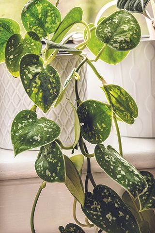 Philodendron houseplant with trailing leaves