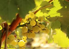 Joseph Mellot harvest, Loire