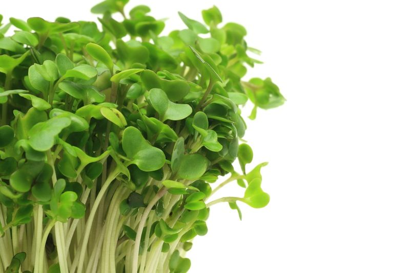 Broccoli sprouts