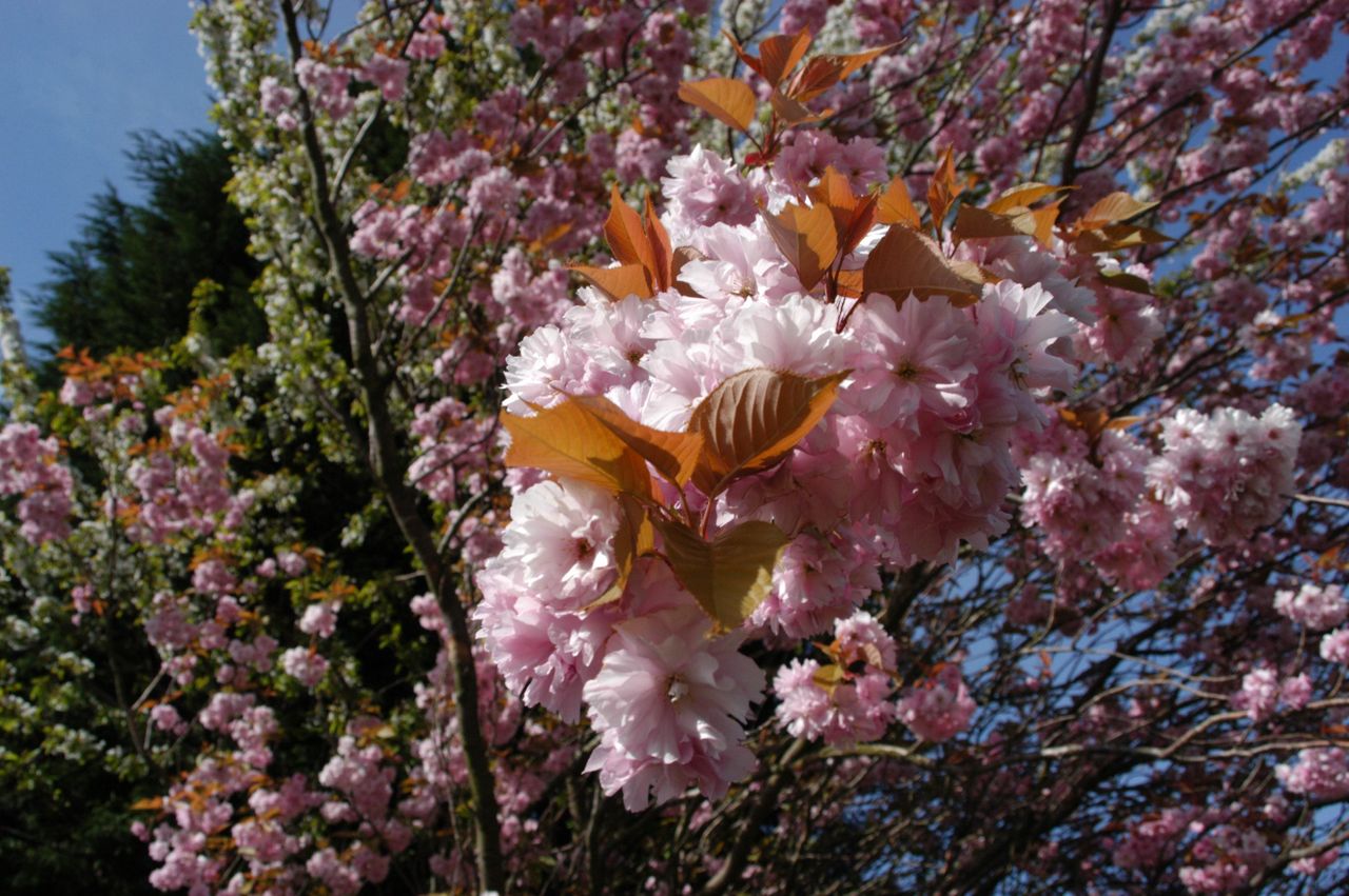 Wild Black Cherry Tree