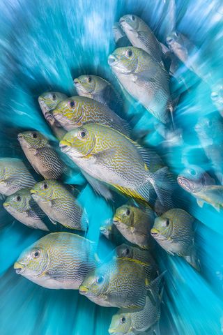 "Rabbit Fish Zoom Blur" incorporated motion blur to highlight a school of rabbitfish, captured in Raja Ampat, Indonesia.