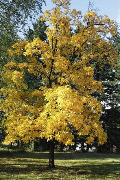 Yellow Hickory Nut Tree