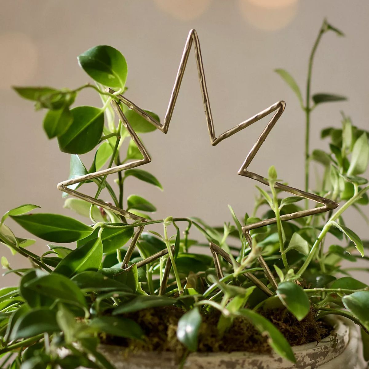 Star shaped plant support