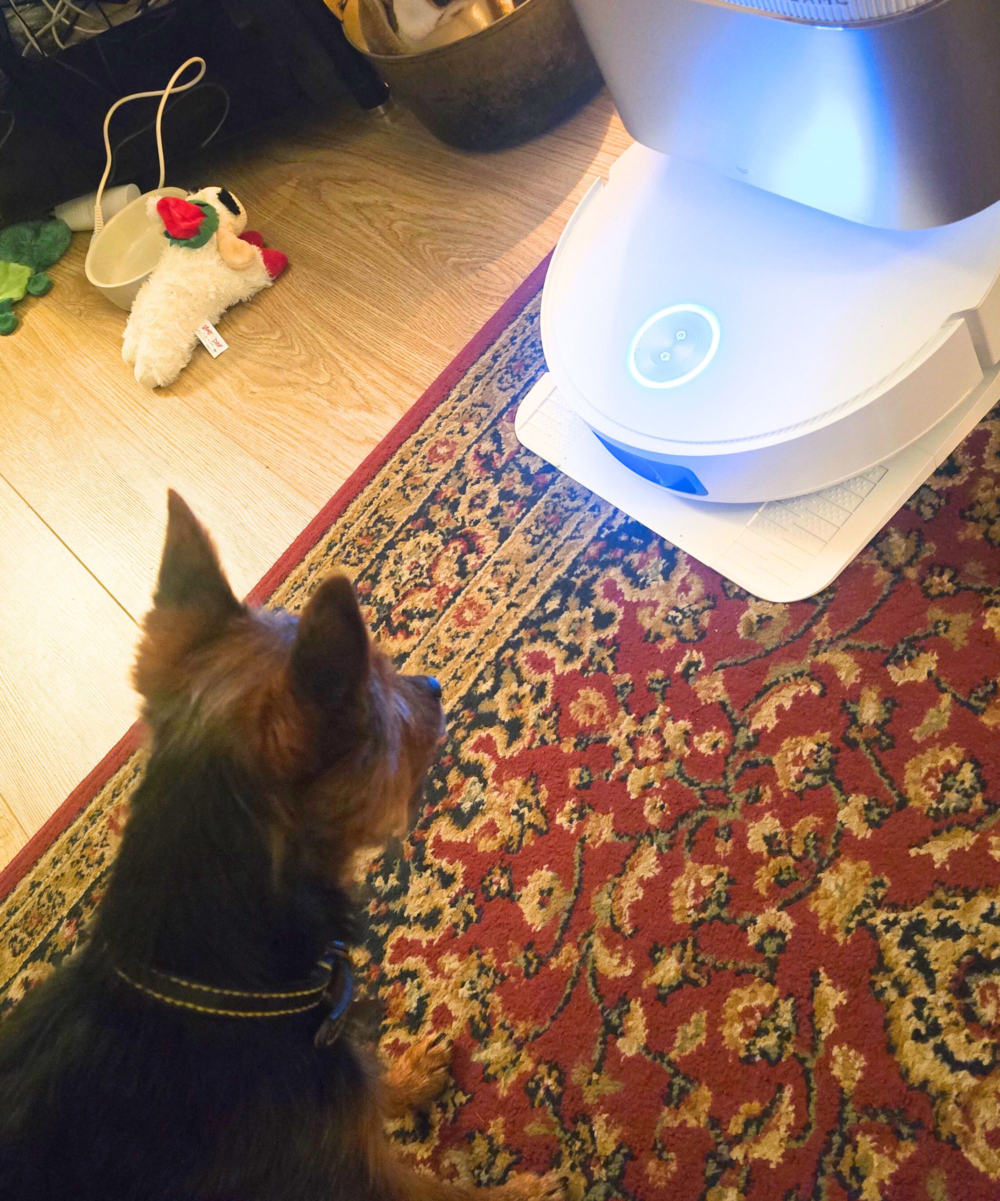 A Yorkshire Terrier looking at the Dreame X50 Ultra vacuum, with a red patterned rug underneath it