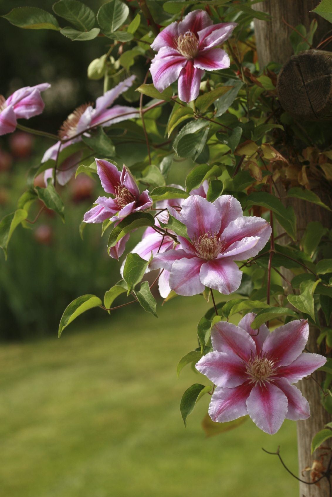 Pink Clematis Flowers